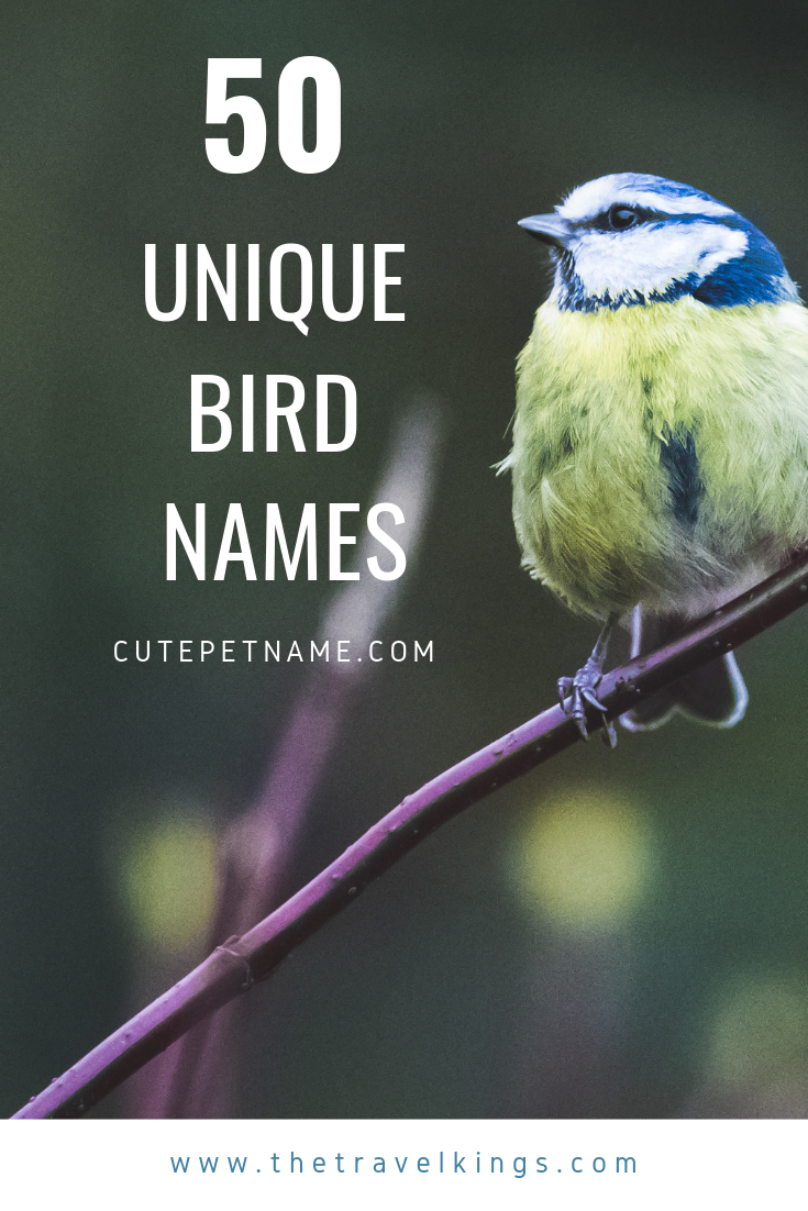 Unique Bird Names With Cool Meanings PetsWall