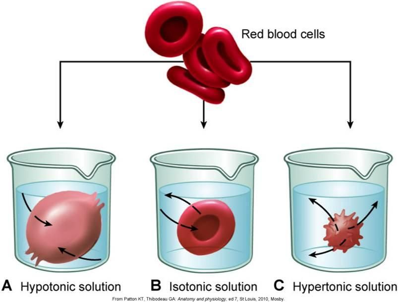 There are three types of osmosis hypotonic, hypertonic, and isotonic ...