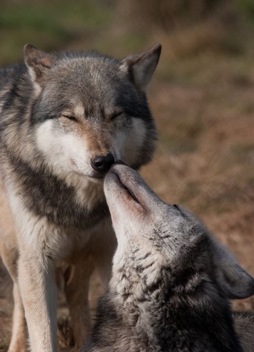 Le Loup,Un Animal fascinant ღღღ | Wolf love, Wolf world, Beautiful wolves