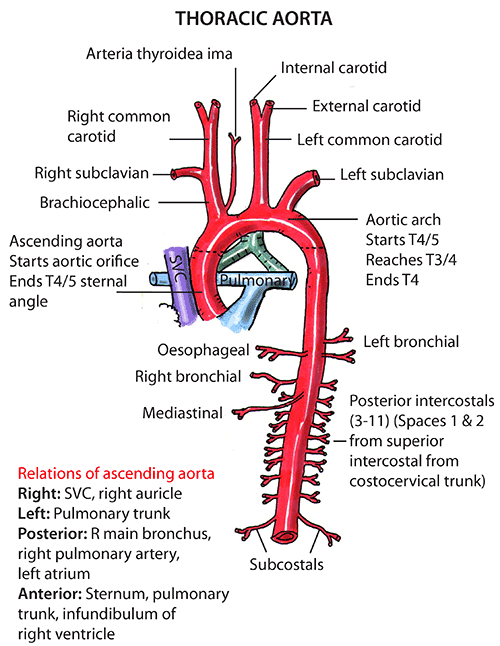 Instant Anatomy - Thorax - Vessels - Arteries - Ascending aorta ...