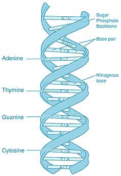 Fibonacci Sequence, Pait, Family Heirloom, Dna, Heirlooms, Manchester ...