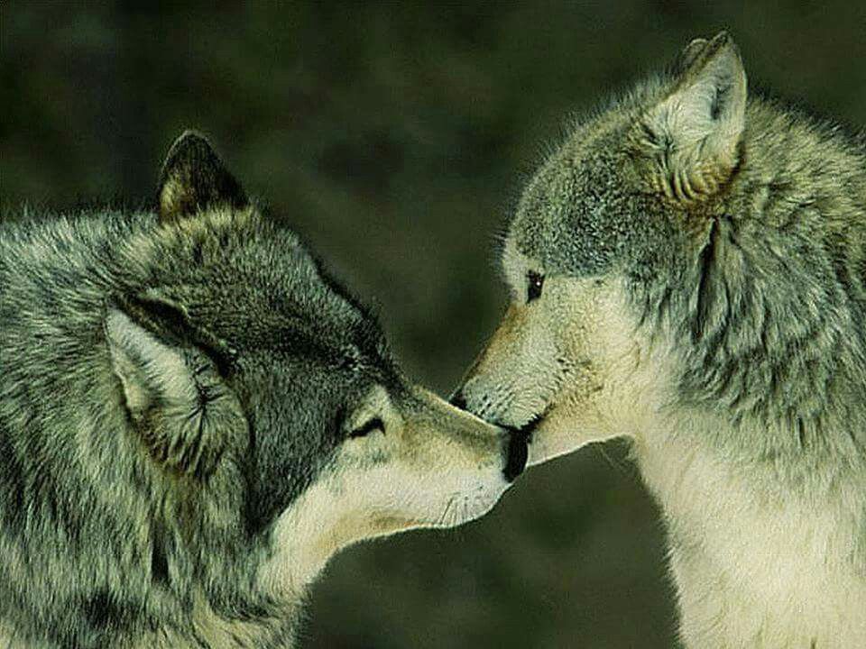 Wolf kiss