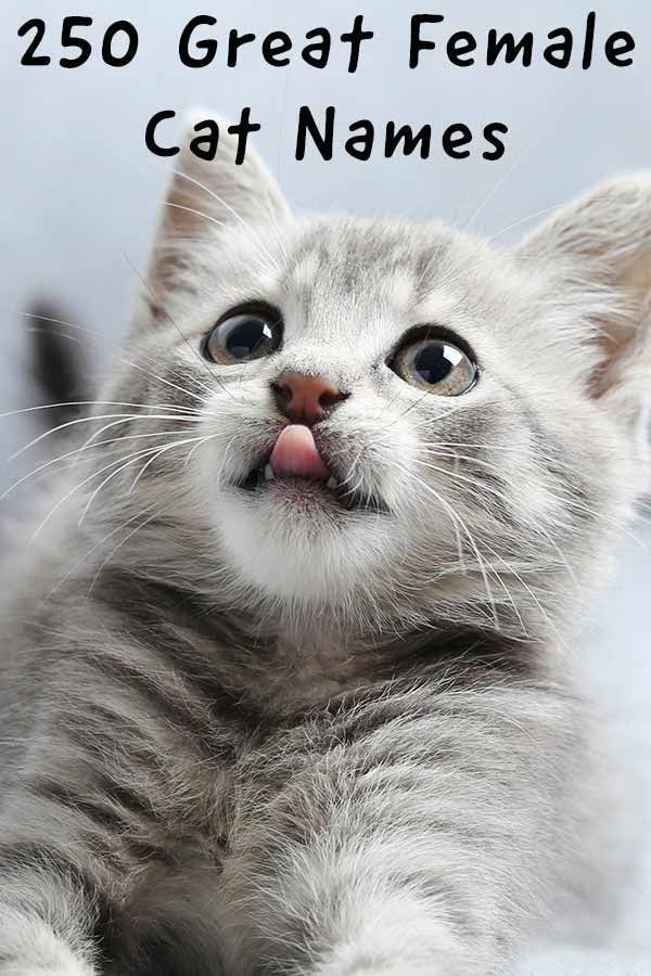 The Ultimate Guide To Cute Kitten Names For 2023