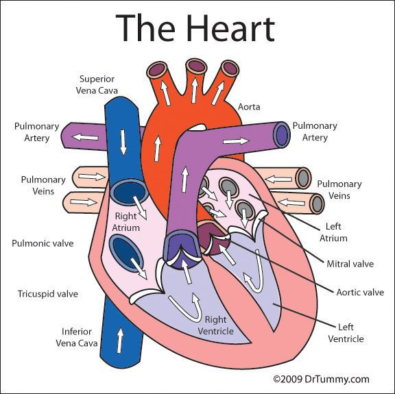 human heart diagram labeled for kids | Heart diagram, Human heart ...