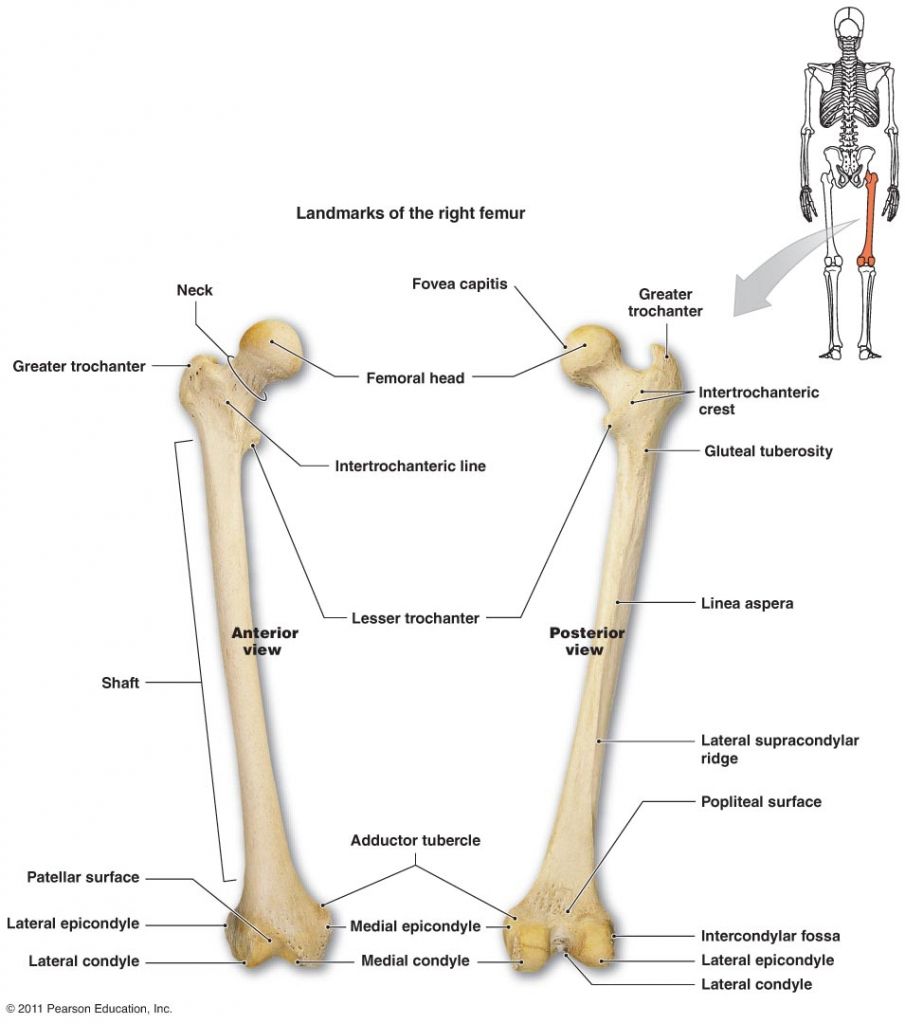 Pin by LCol Robin Hesler on Medical Radiation Sciences | Faculties ...