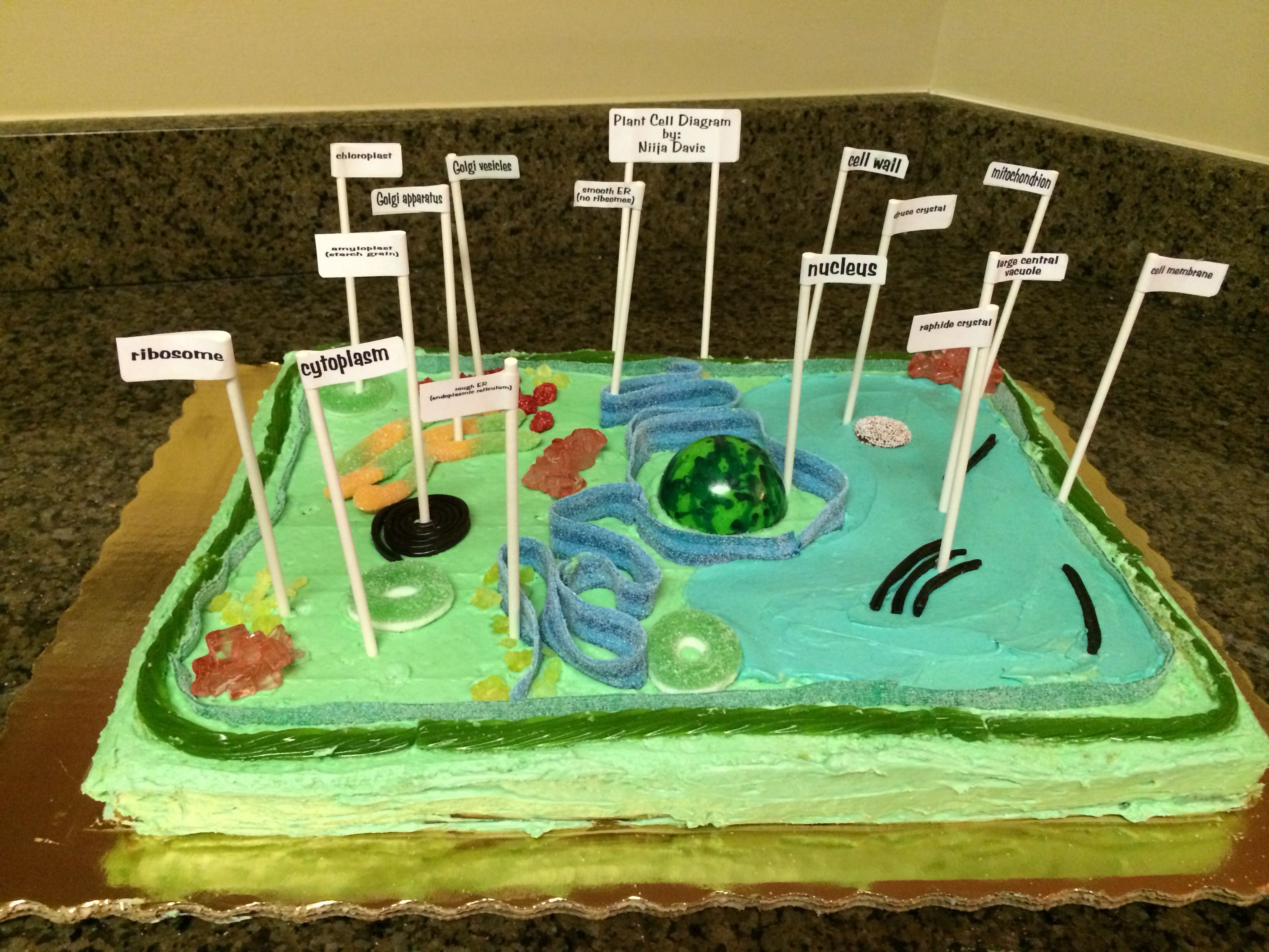 Edible plant cell project. Cell Diagram Project Models, Cell Model ...