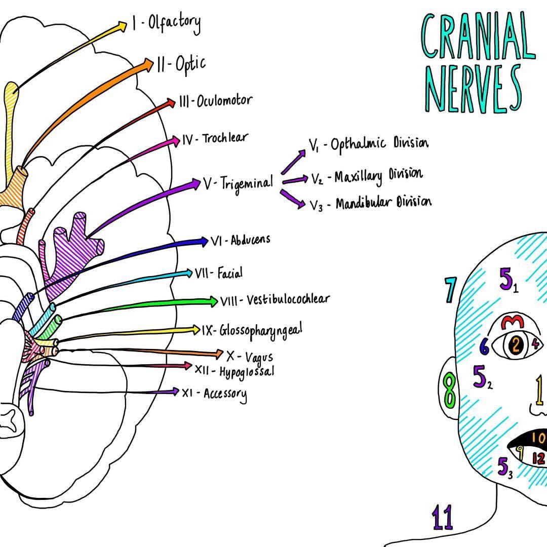 Nursing School Studying, Nursing School Notes, Nursing Study, Nursing ...