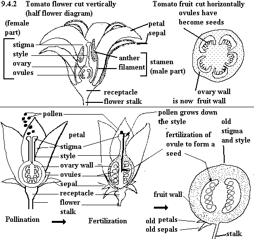 diagram of a tomato blossom | Tomato garden, Pollination, Plant ...