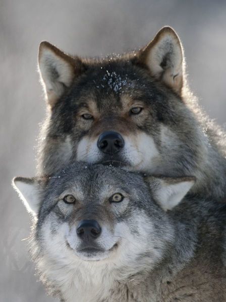 Print of Pair of European grey wolves (Canis lupus) interacting, Tromso ...