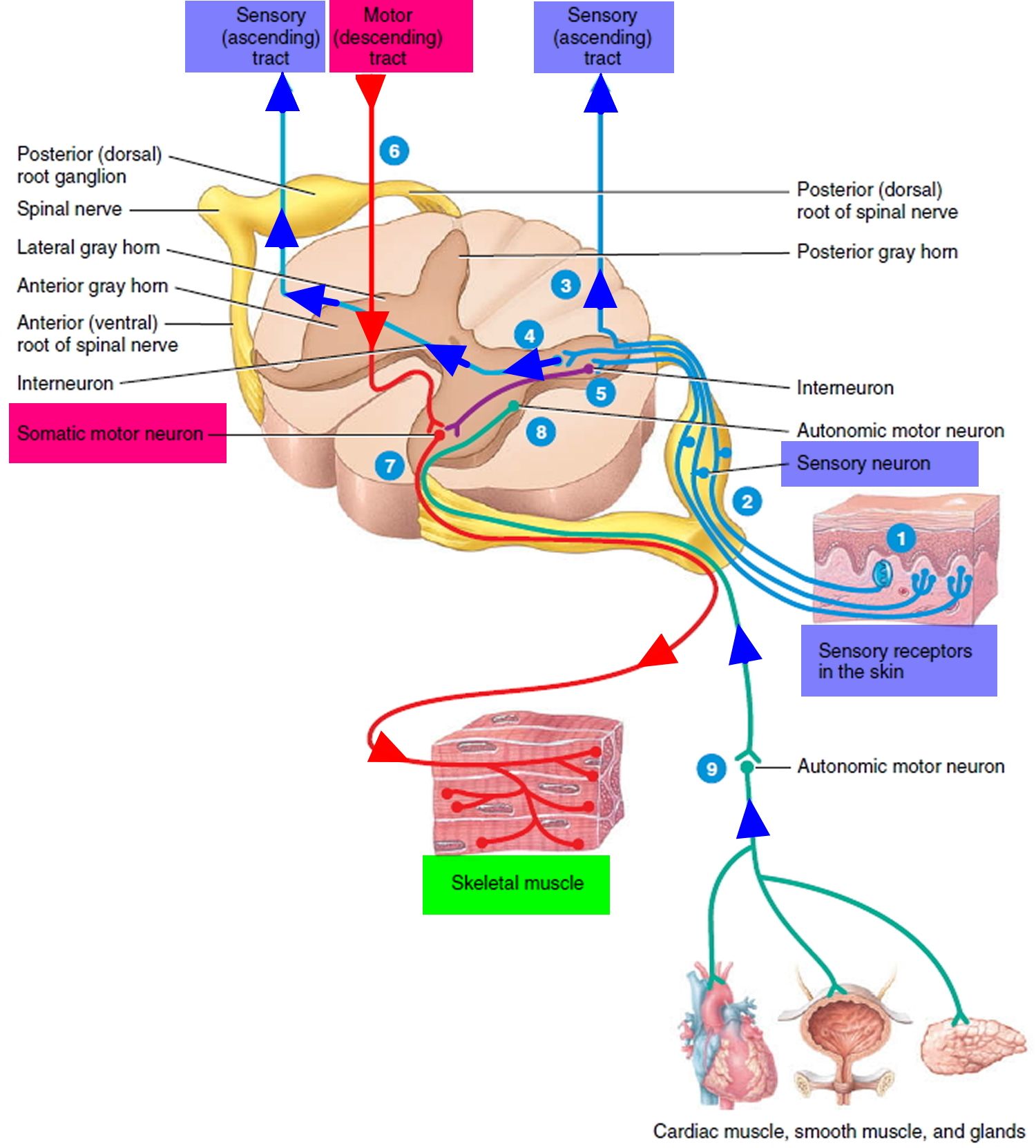 Spinal Cord Anatomy - Parts and Spinal Cord Functions Nerve Anatomy ...