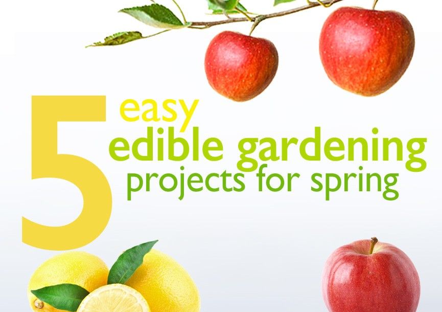 Here are five great beginner food gardening projects to get you started ...