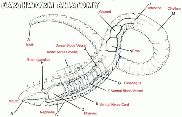 Interior Diagram Of Earthworm