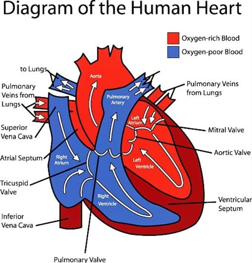 Heart Valves Diagram Labeled