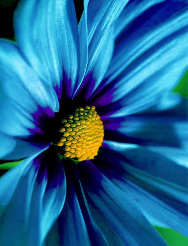 When To Sow African Daisy (blue Disc) | [+] African Daissy Blog