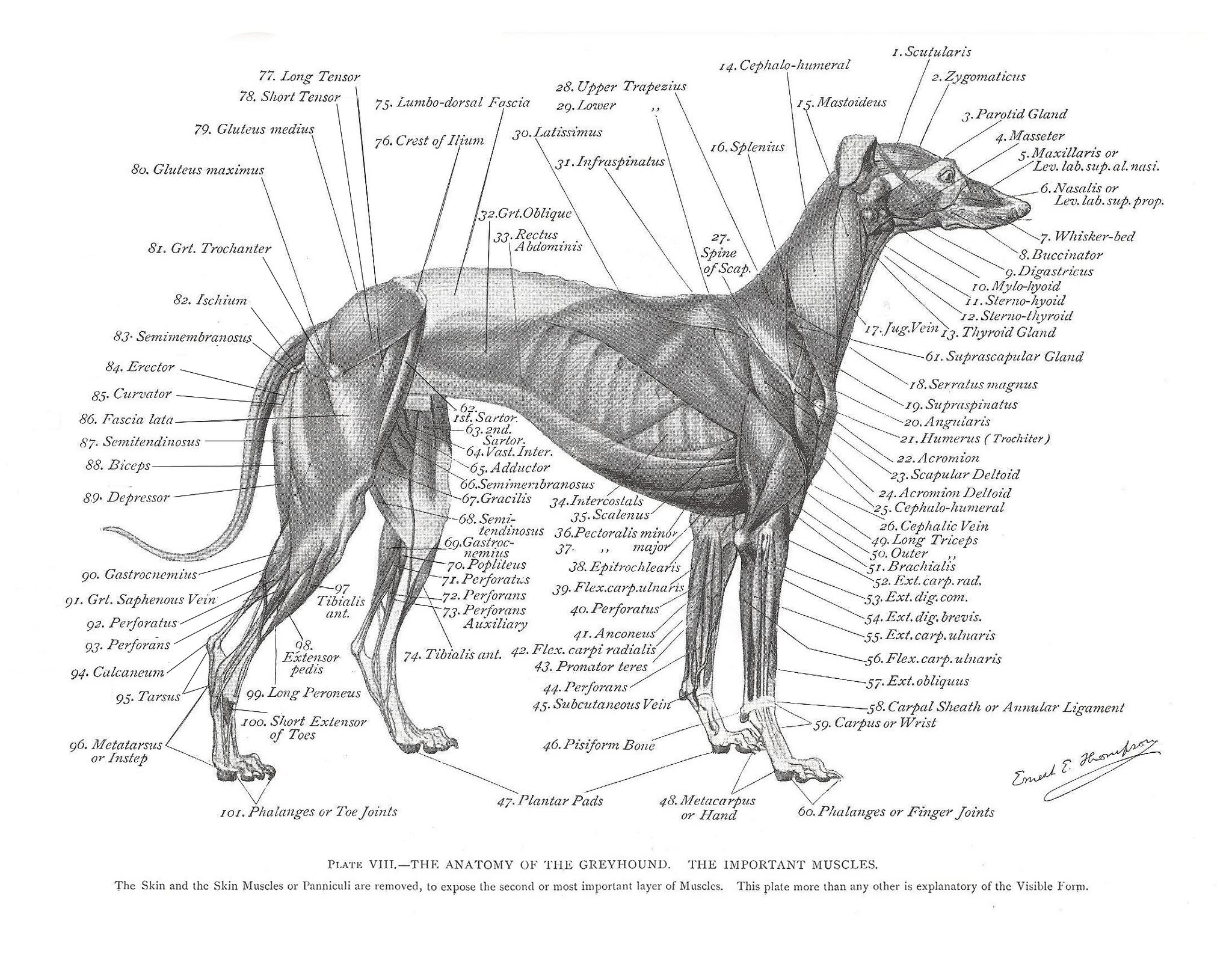 Anatomy Of A Dog's Leg And Foot : Anatomy Dog Bone Structure Muscle ...