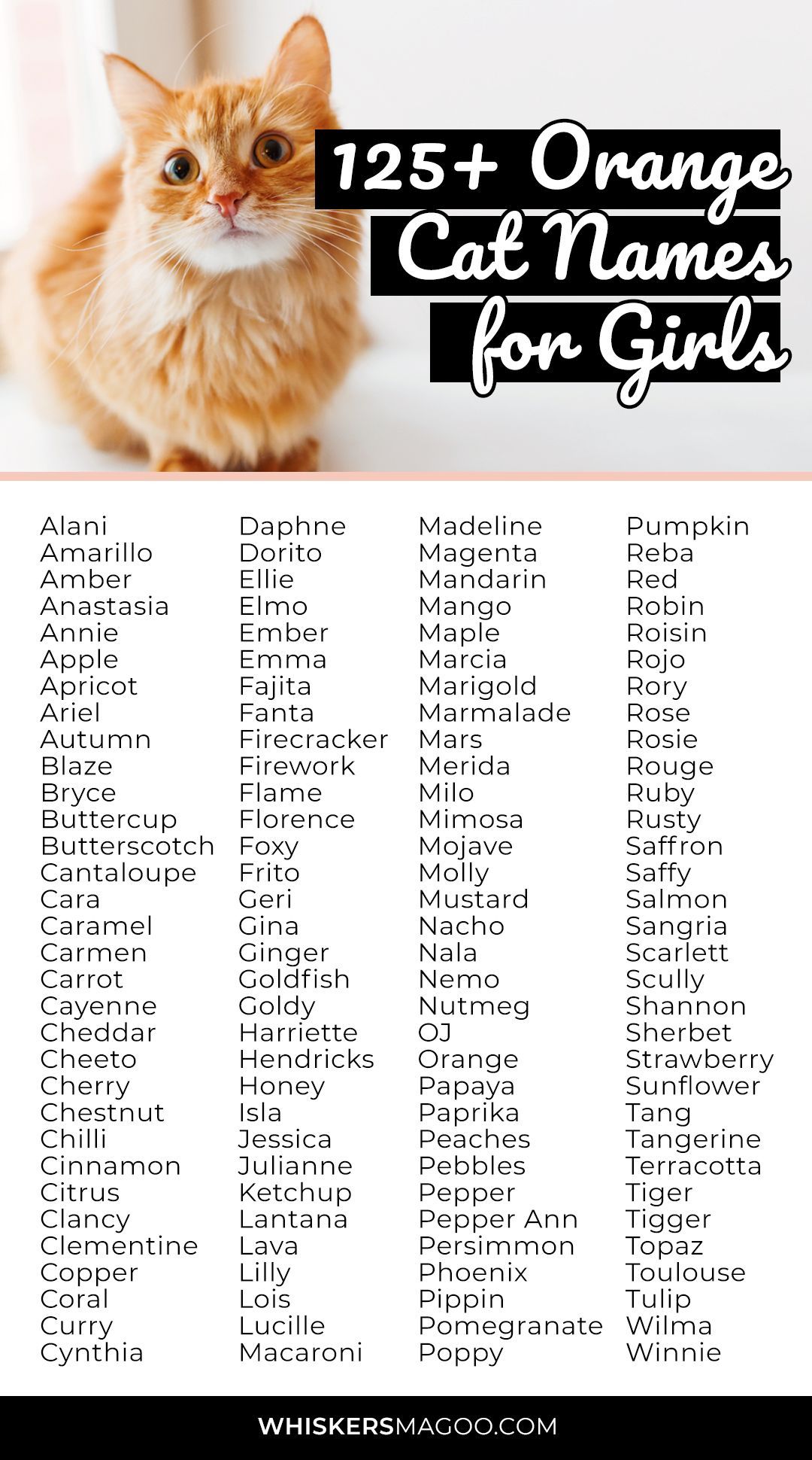 125+ Cute Orange Cat Names for Girl Cats - Whiskers Magoo | Girl cat ...