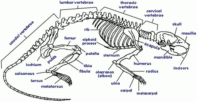 Dissected Rat Diagram Labeled