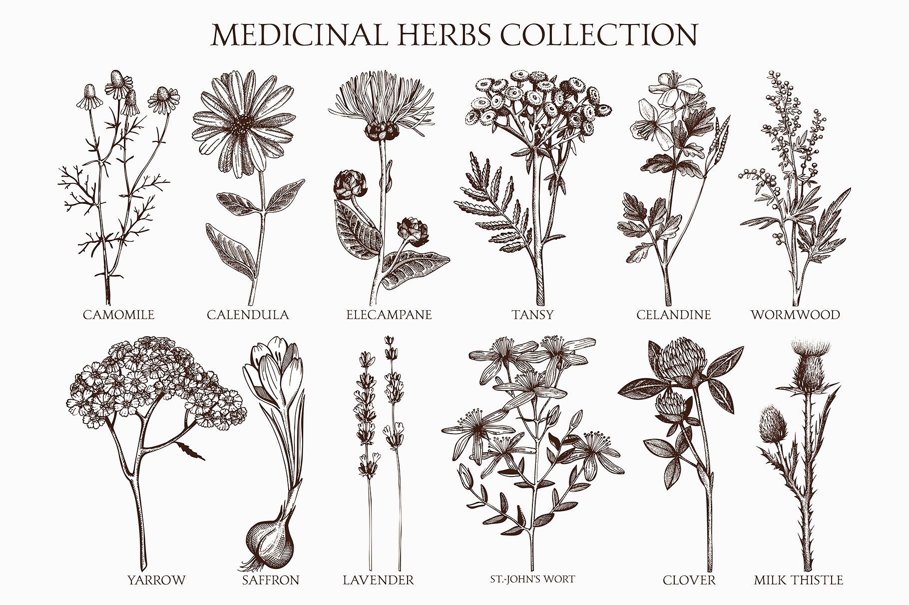 Medicinal Herbs Collection | Herbs illustration, Plant illustration ...