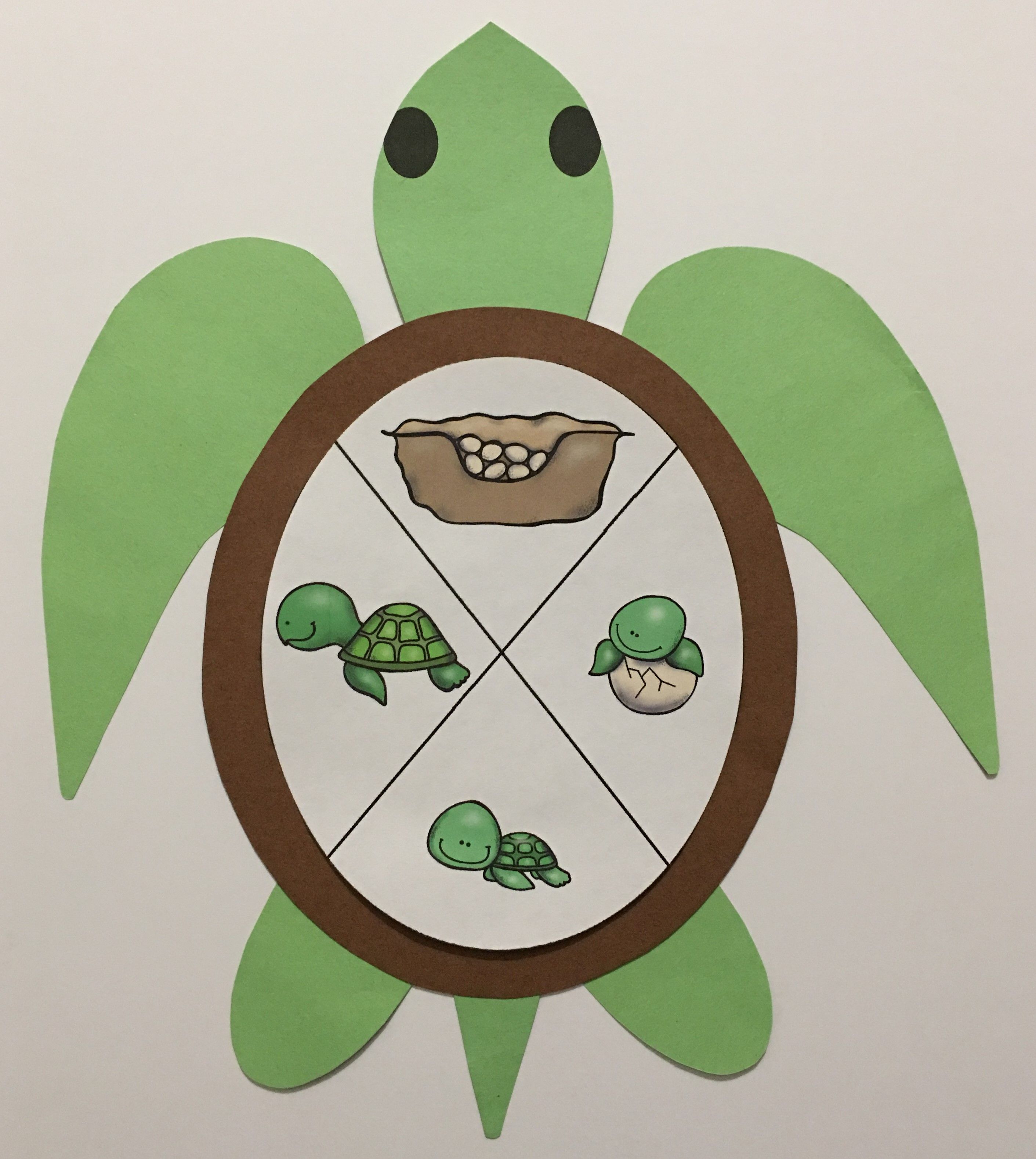 Life Cycle Of A Sea Turtle Free Printable