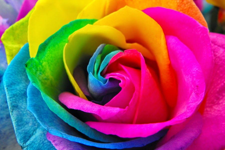 Rainbow Rose Wallpaper ~ Rose Fans - Red Roses, White Roses, Pink Roses ...