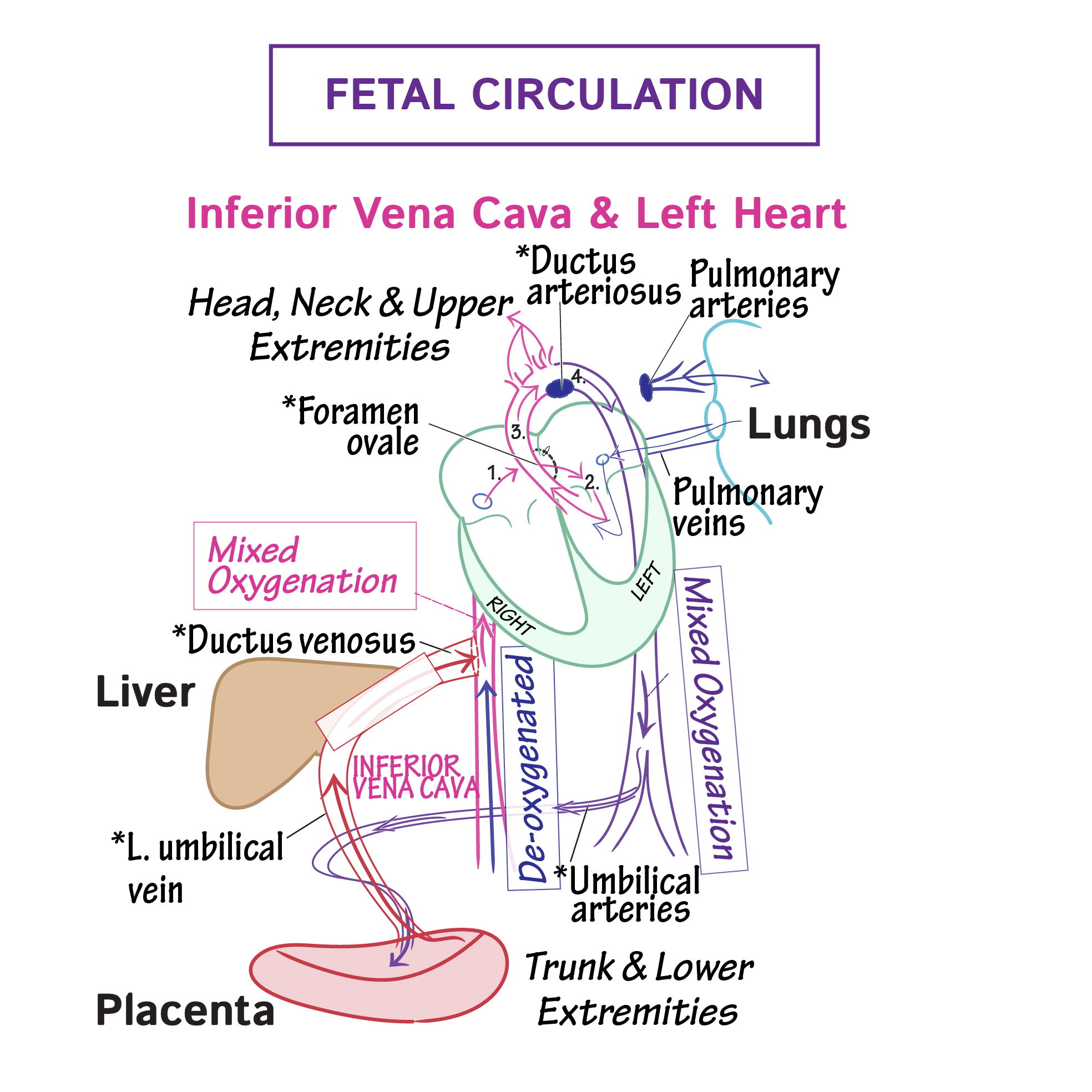 Fetal Blood Flow Diagram