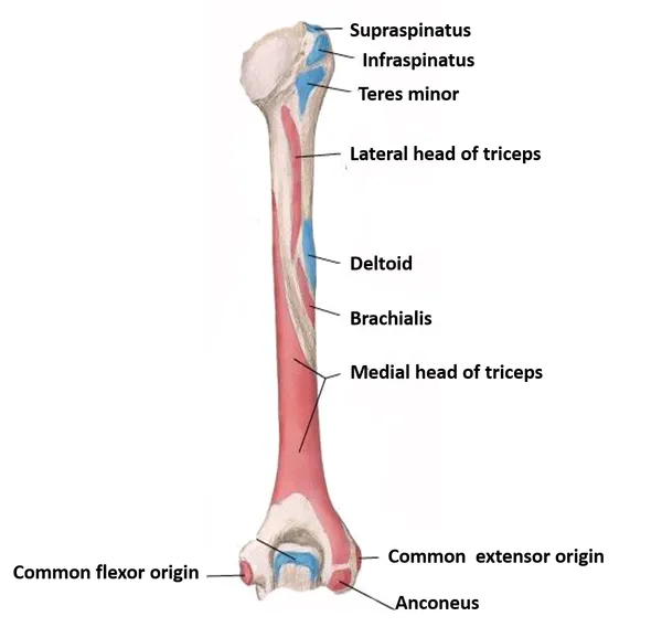 Humerus parts side determination muscles attachment and ossification ...