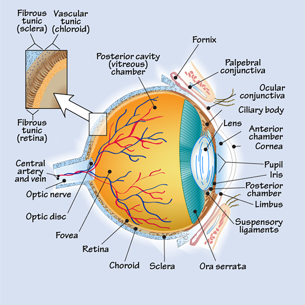 Schematic Section Of The Human Eye