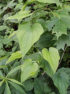 Dioscorea villosa (Wild yam) | Native Plants of North America | Plants ...