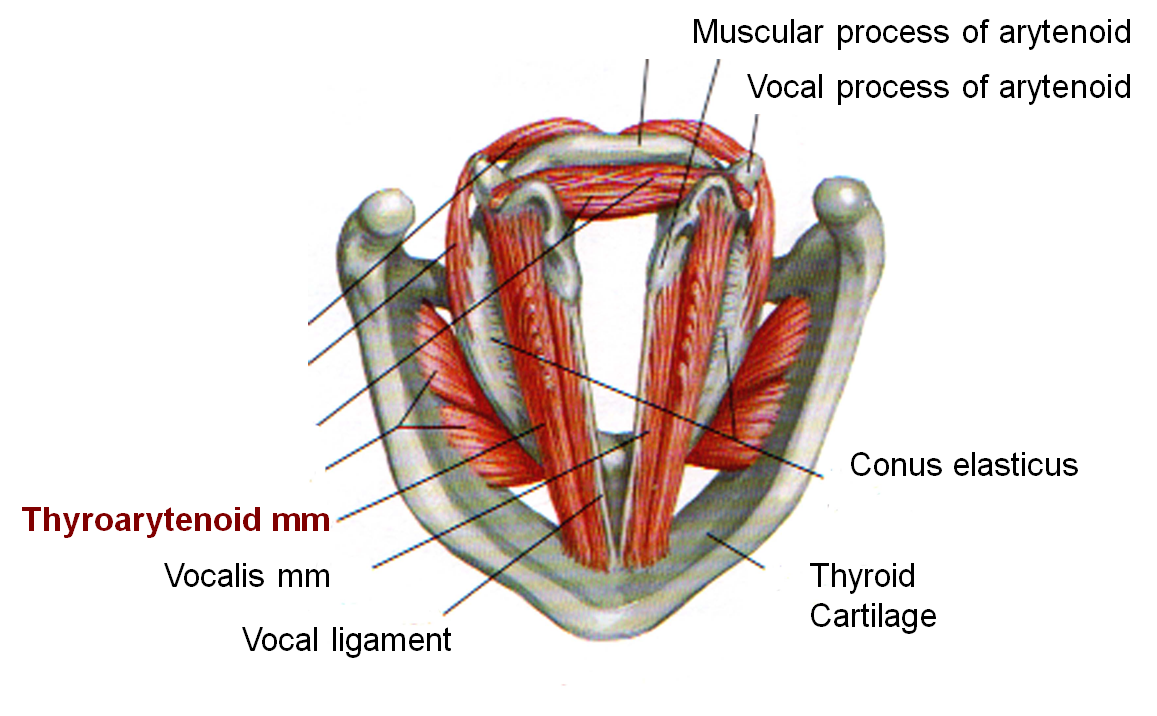 Anatomy of the Arytenoid Cartilage