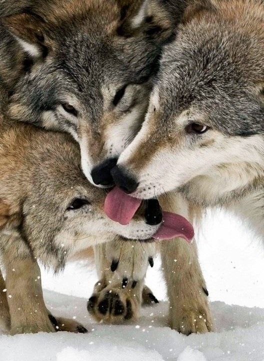 Wolves ONLY.: Photo | Cuccioli di lupo, Animali, Animali selvatici