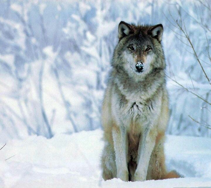 Lone wolf | Wolf pictures, Beautiful wolves, Big animals