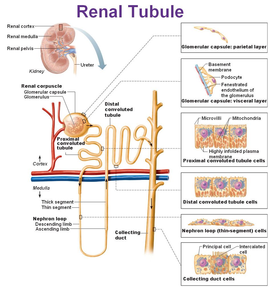 The Urinary System: Kidneys | Renal physiology, Physiology, Human ...