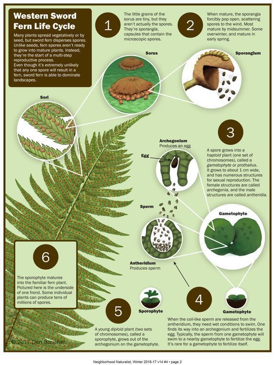 fern life cycle | Fern life cycle, Garden nursery, Plant science