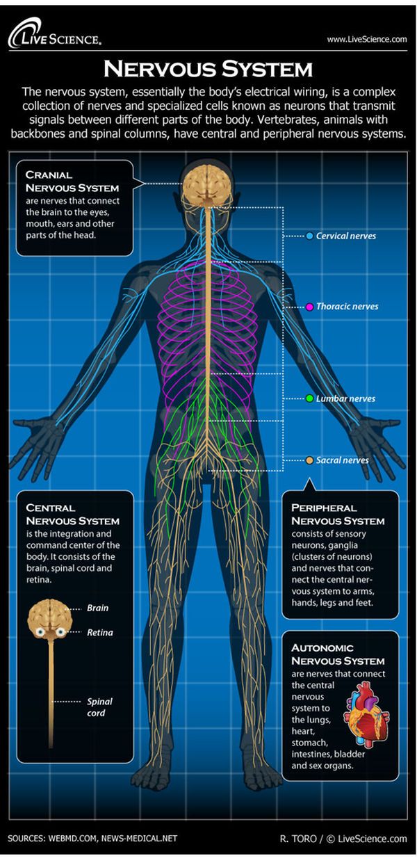 Circuits Box Diagram Nerves And Muscles A Labelled Diagram O