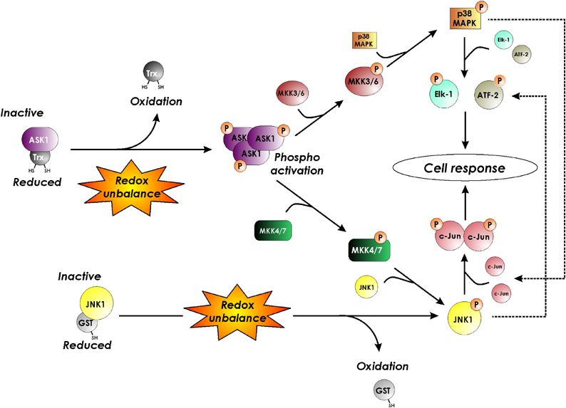 Pin by Dannyy Ramirez on redox | Biochemistry, Map, Chemistry