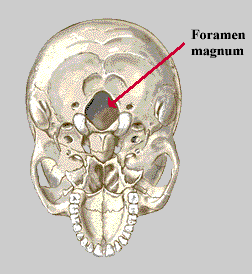 What is a foramen