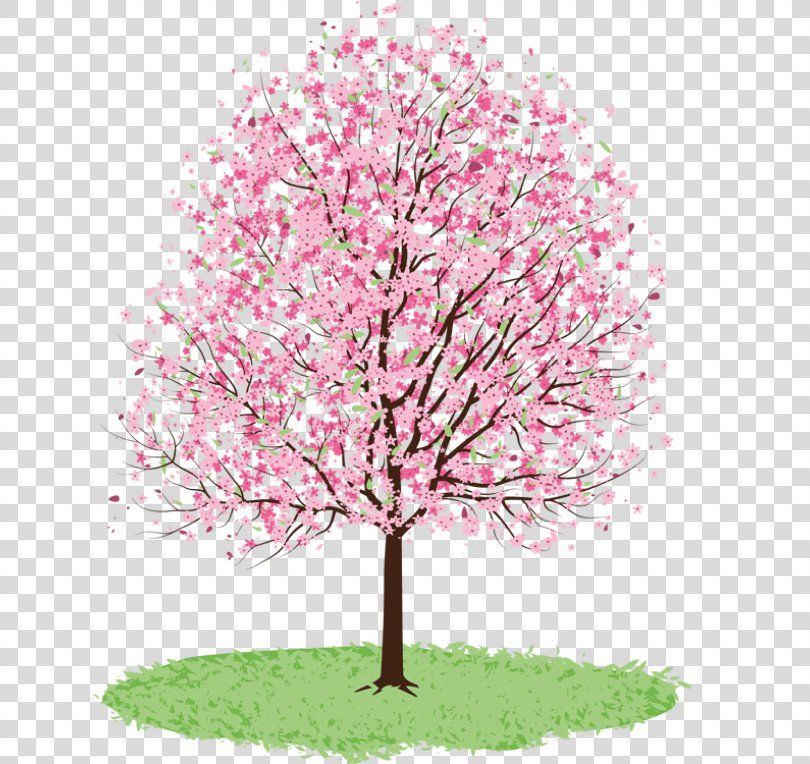 Cherry Blossom Drawing, Cherry Blossom Tree, Blossom Trees, Flower ...