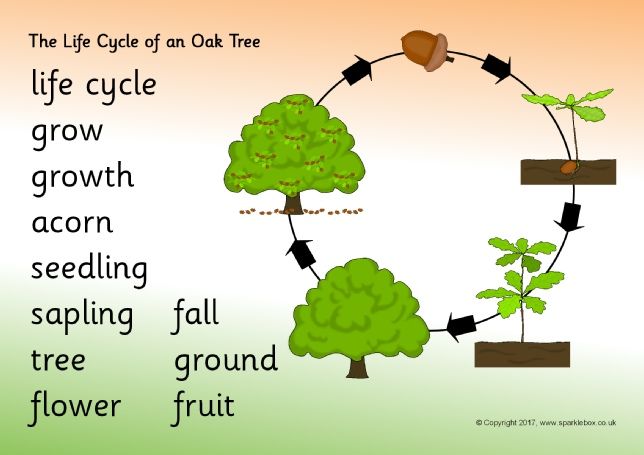 What Are The 4 Life Cycles