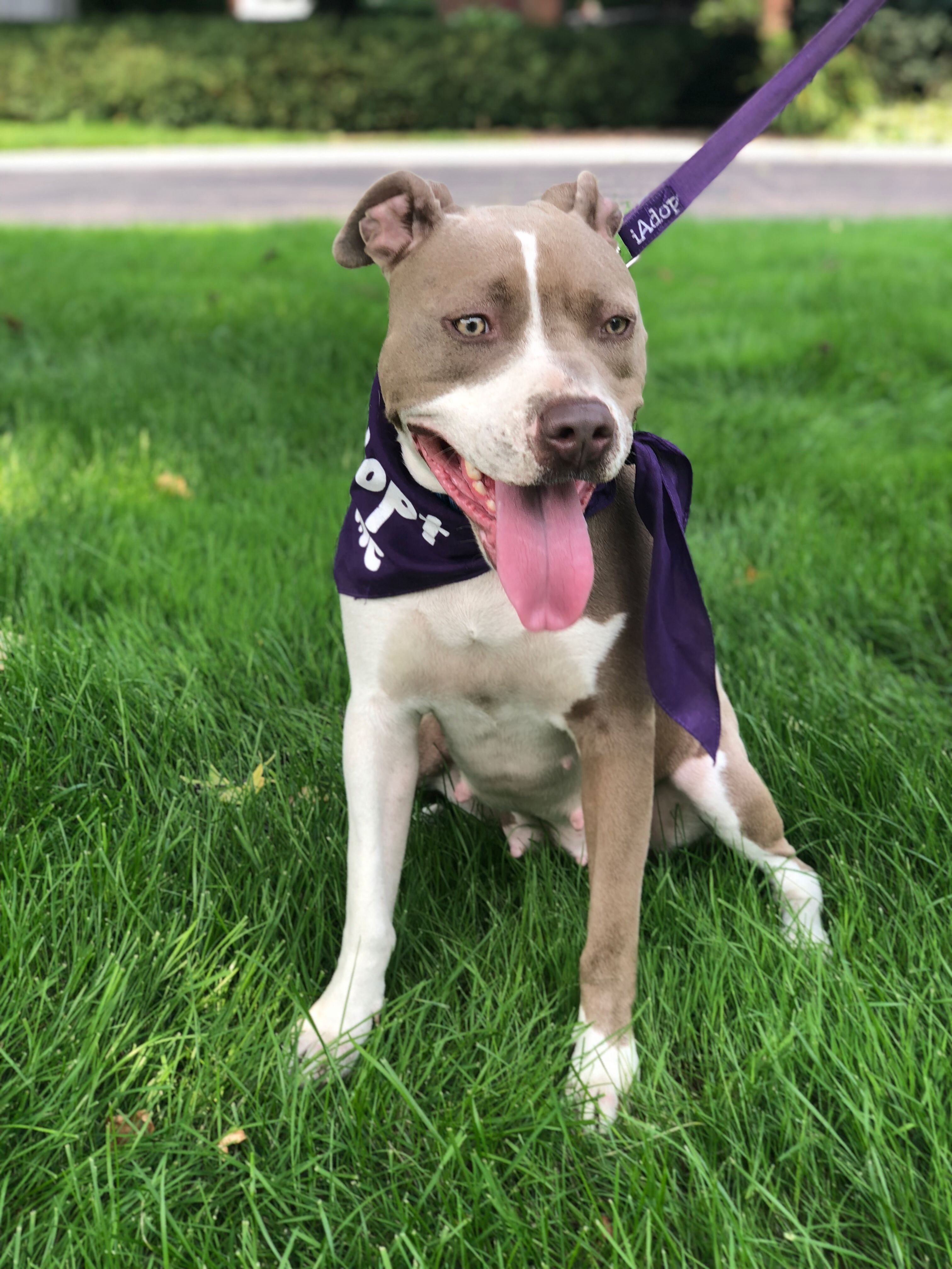 Adopt Mila on Petfinder Pitbull terrier, Pets, Adoption