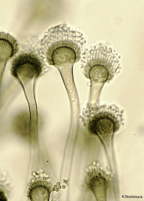 Aspergillus fumigatus microscopy | バイオアート, もやしもん, 微生物