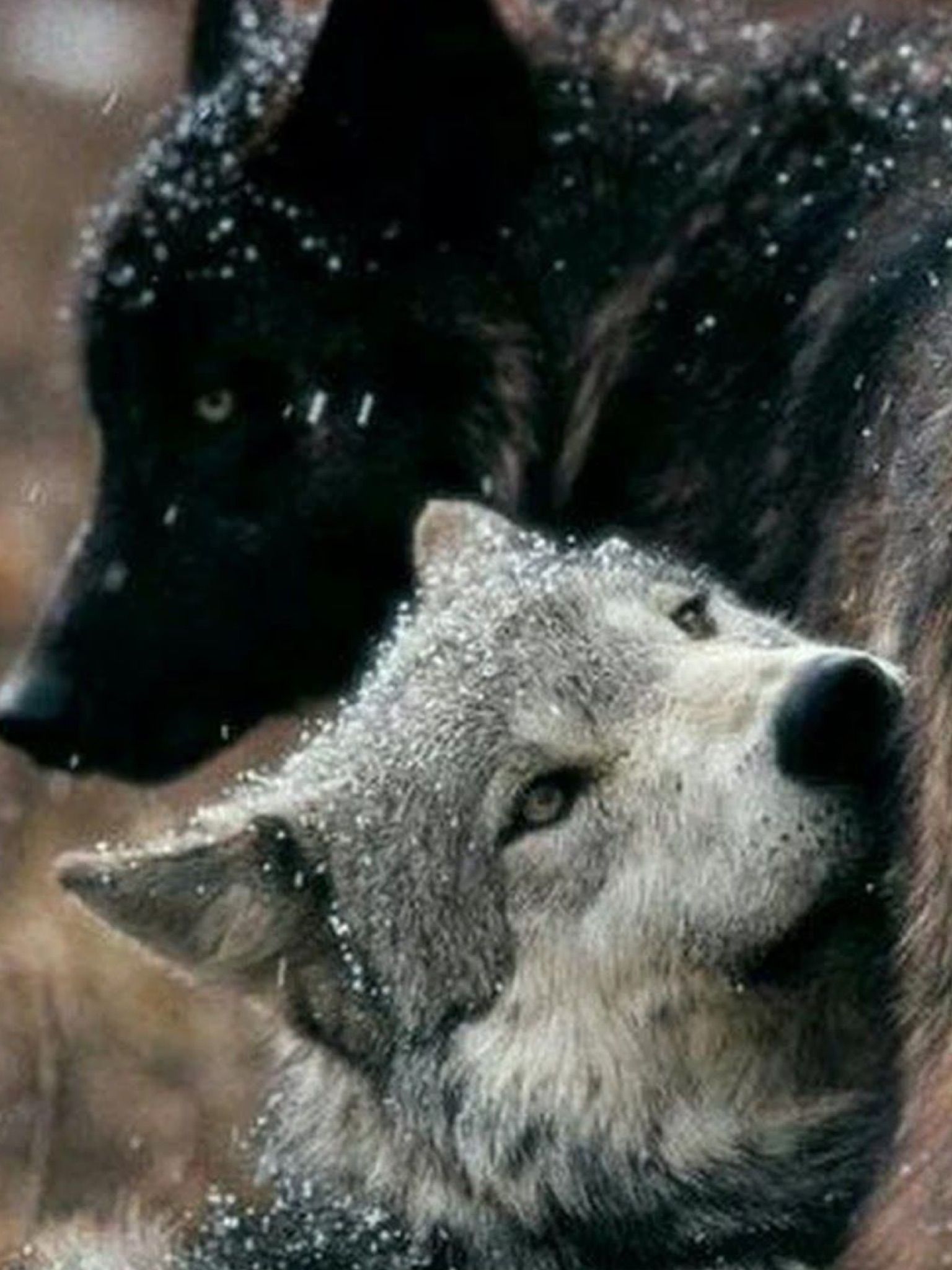 Pin by Jonathan on Animals | Wolf dog, Wolf spirit animal, Wolf love