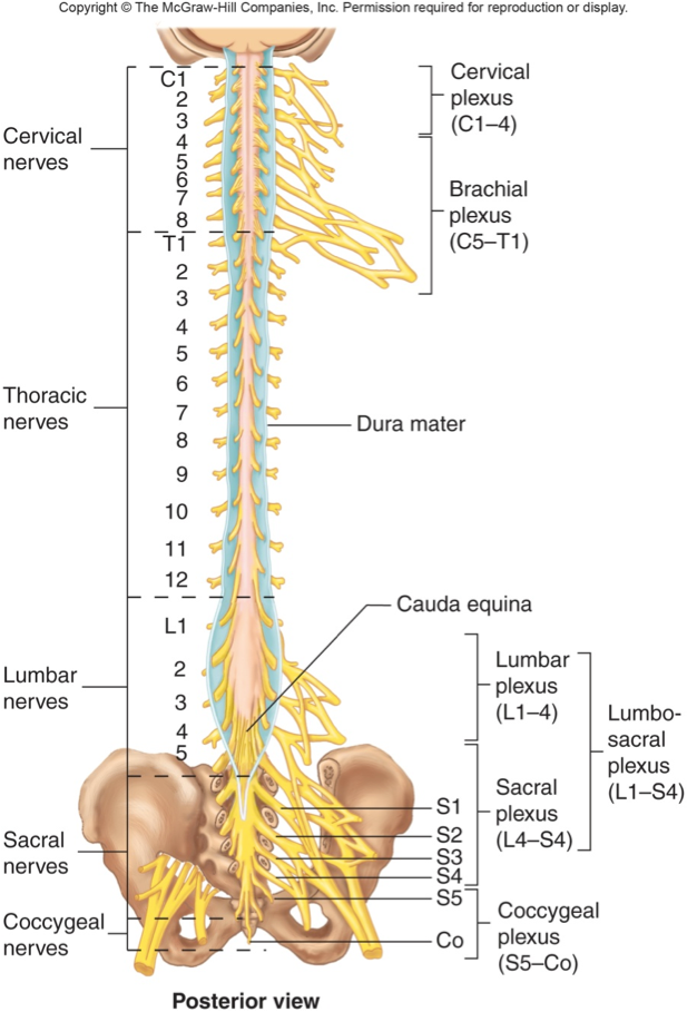 medical chart female spine charts and female nervous system charts ...