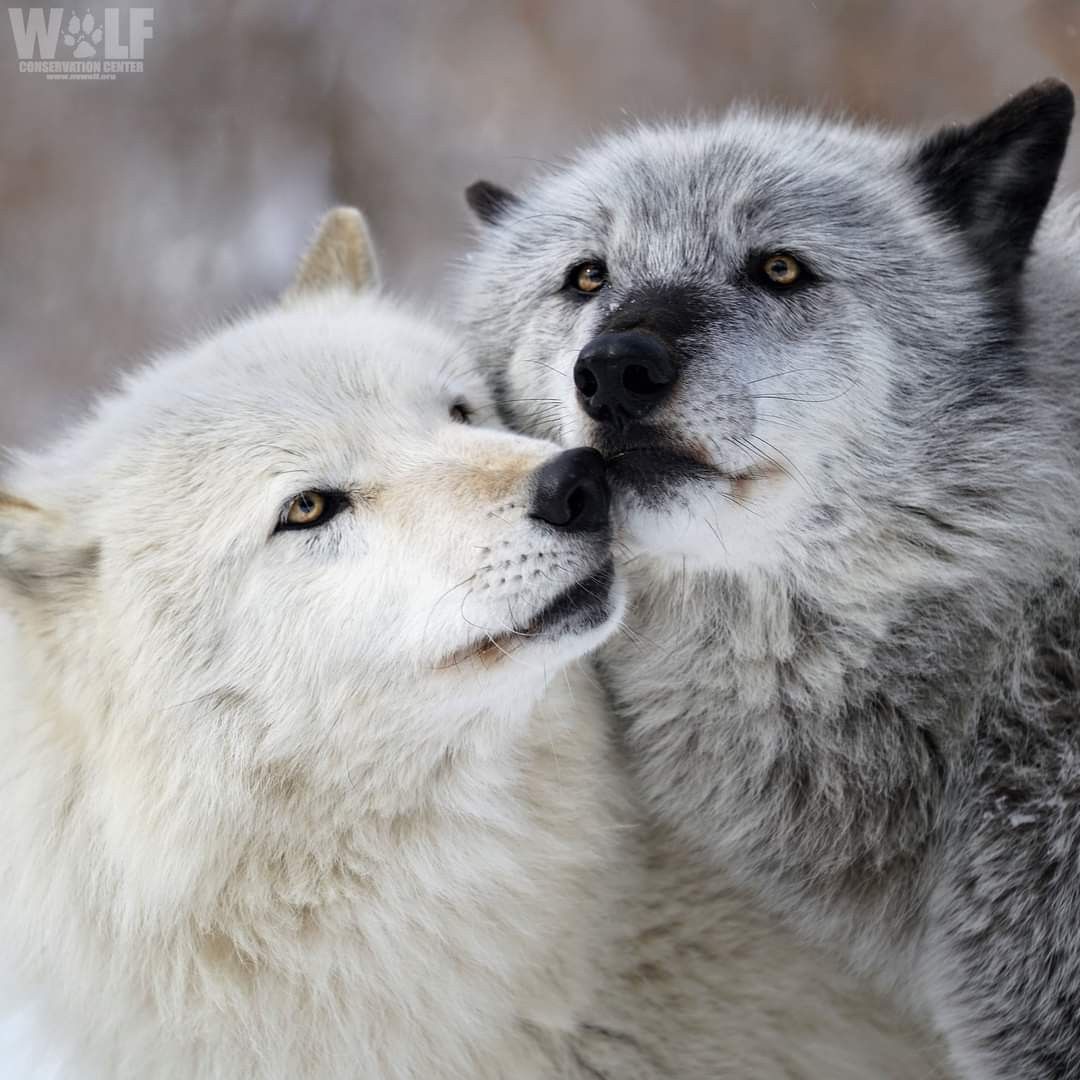 Pin by Brooke Horsfall on Wolf poses photography | Wolf pictures, Wolf ...