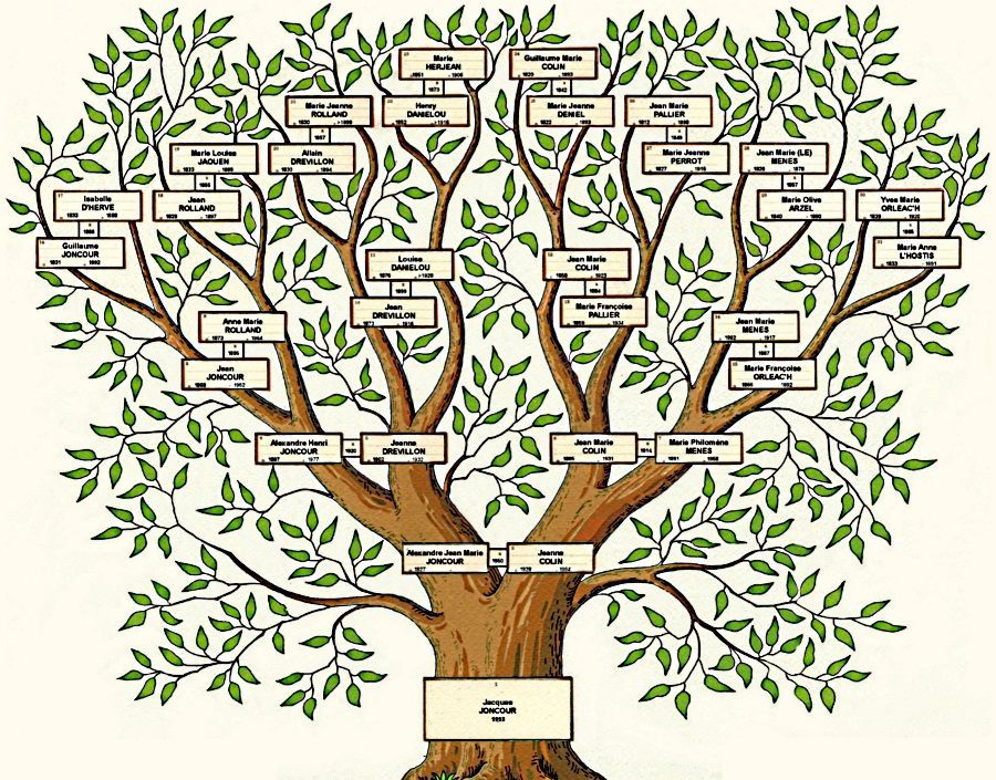 Mapa Conceptual Arbol Genealogico Necto | The Best Porn Website