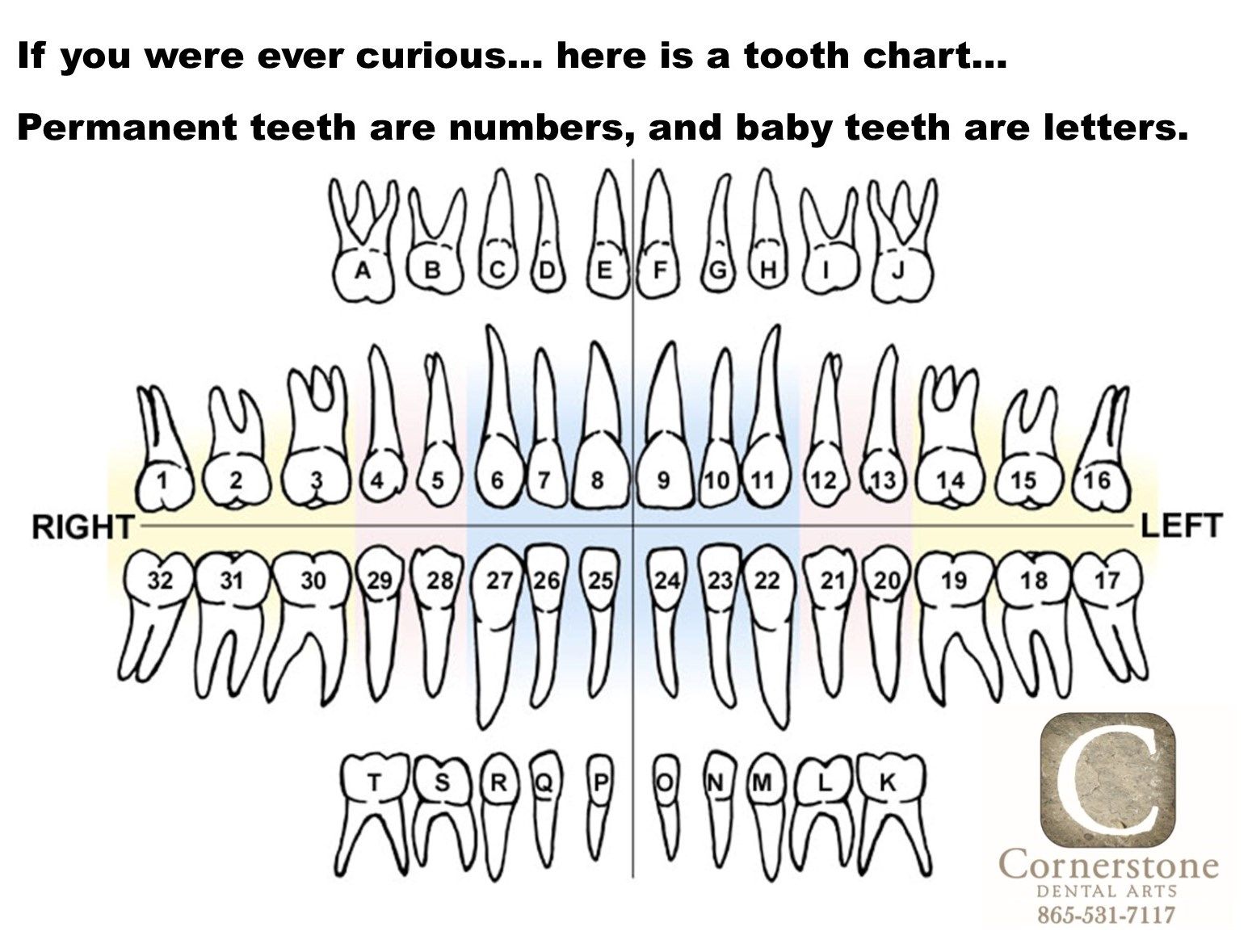 Printable Tooth Chart With Numbers