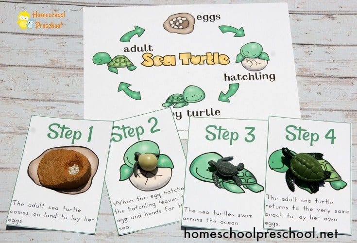 Preschool Sea Turtle Life Cycle Printable Unit Study | Ideas de colegio ...