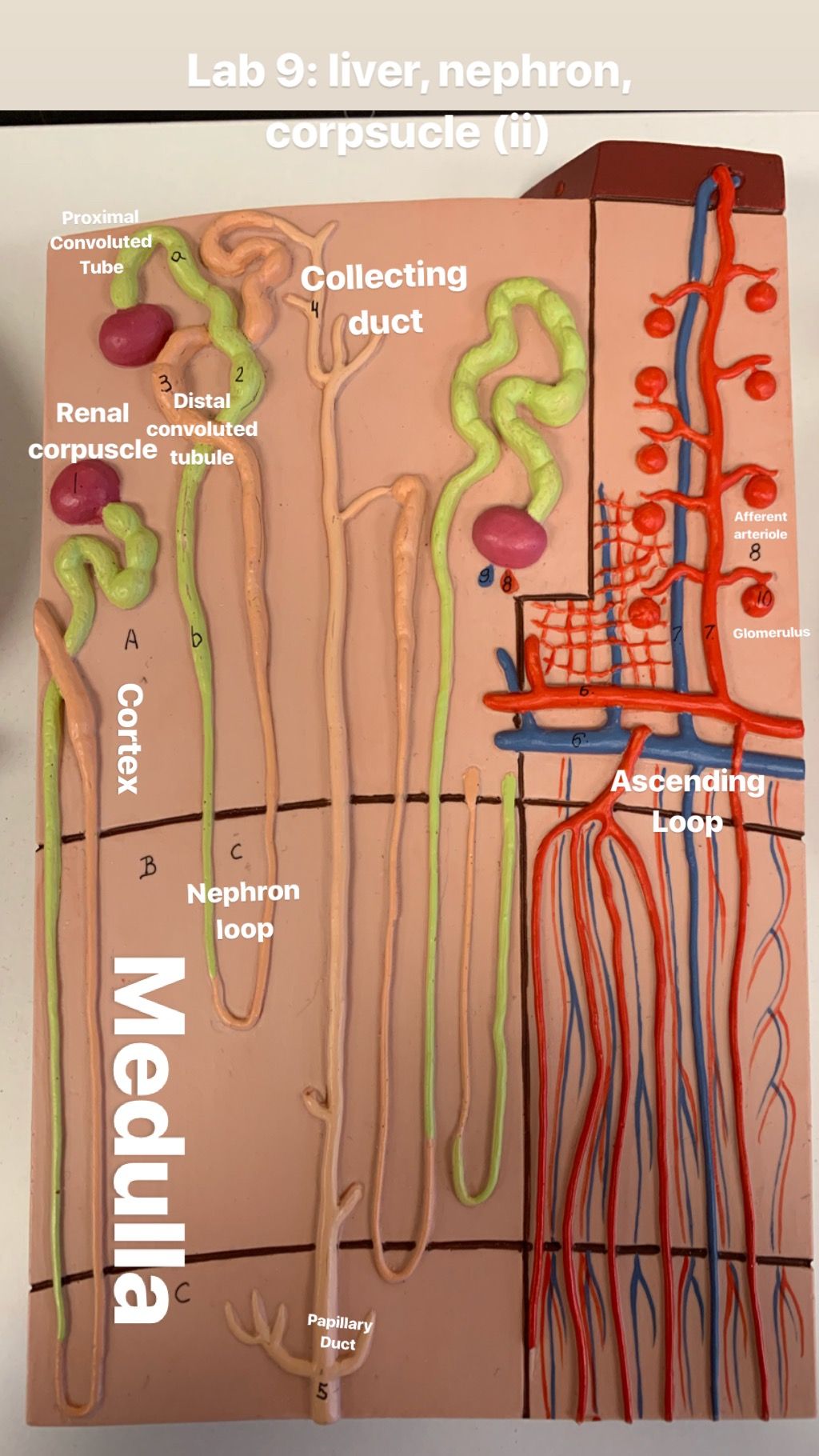 Urinary sys: nephron model | Anatomie des muscles, Anatomie du corps ...