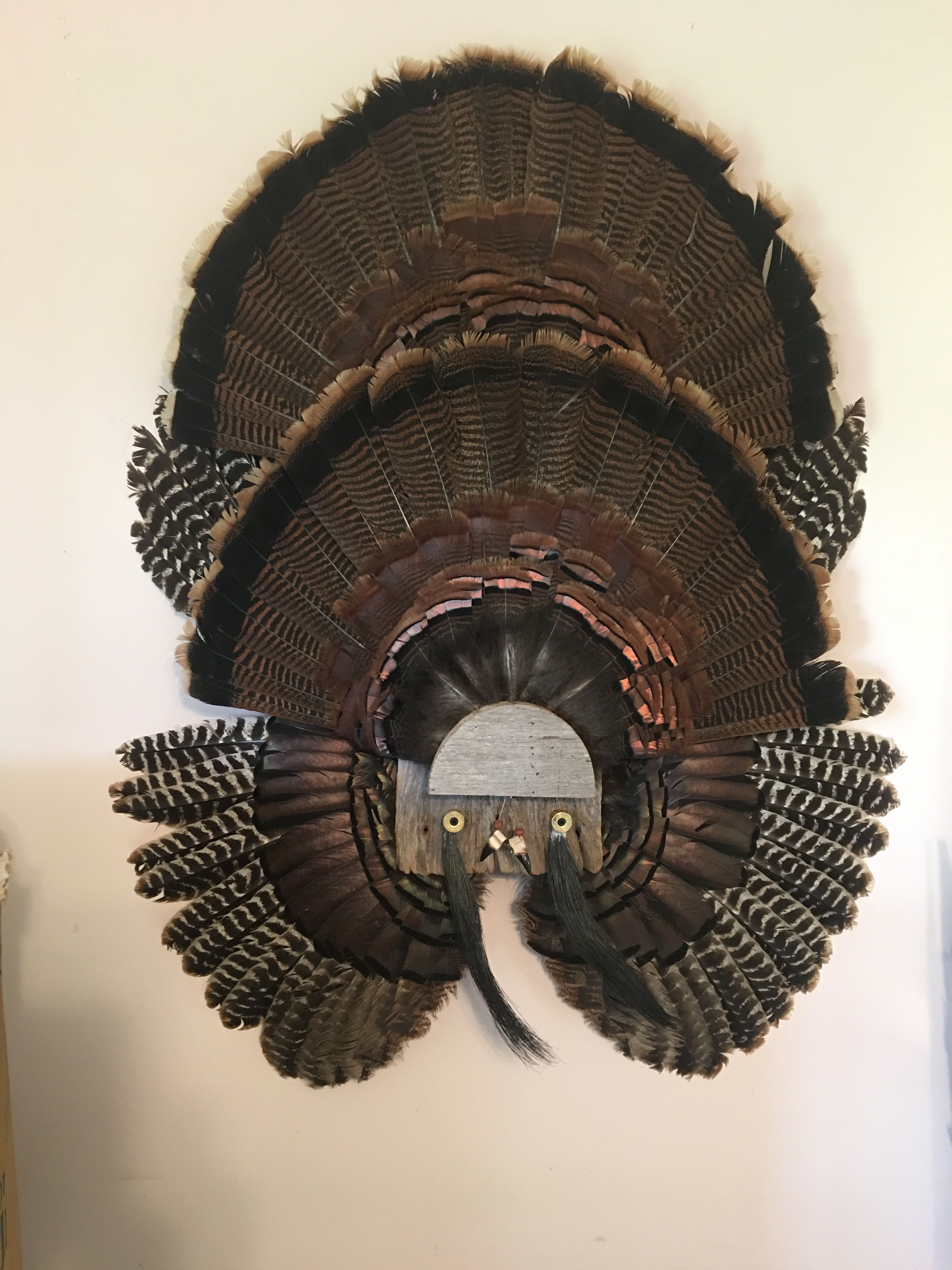 My Turkey Fan Mount | Turkey fan, Halloween wreath, Fan