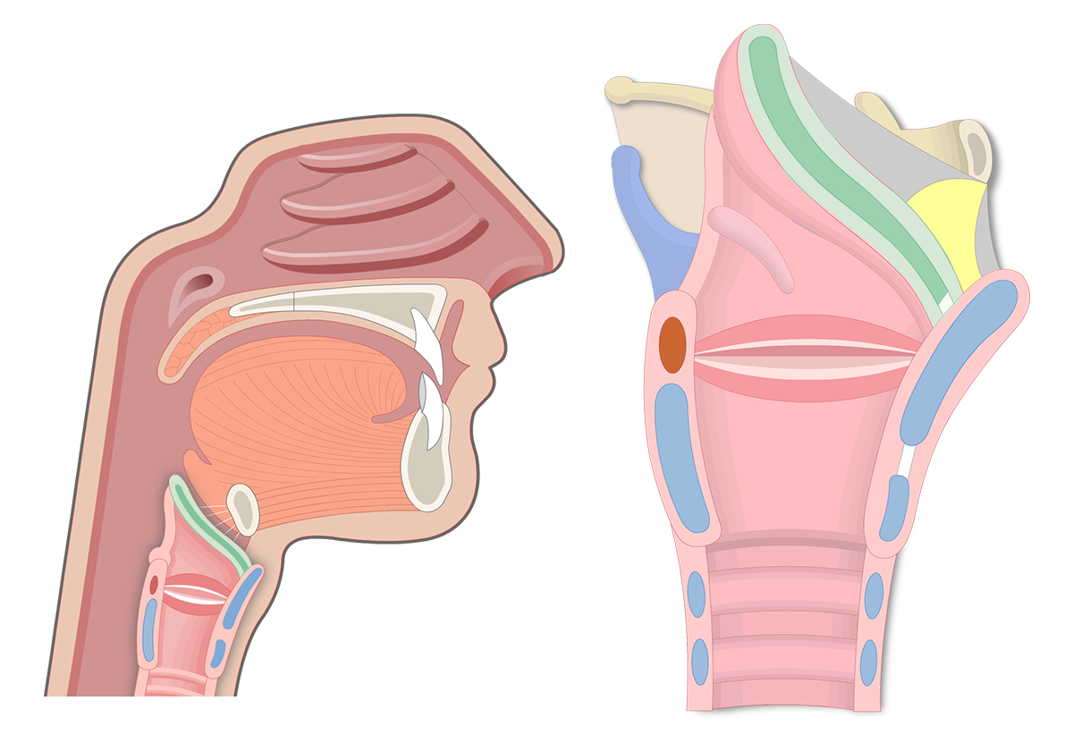 The epiglottis is a leaf-shaped flap of tissues that projects obliquely ...