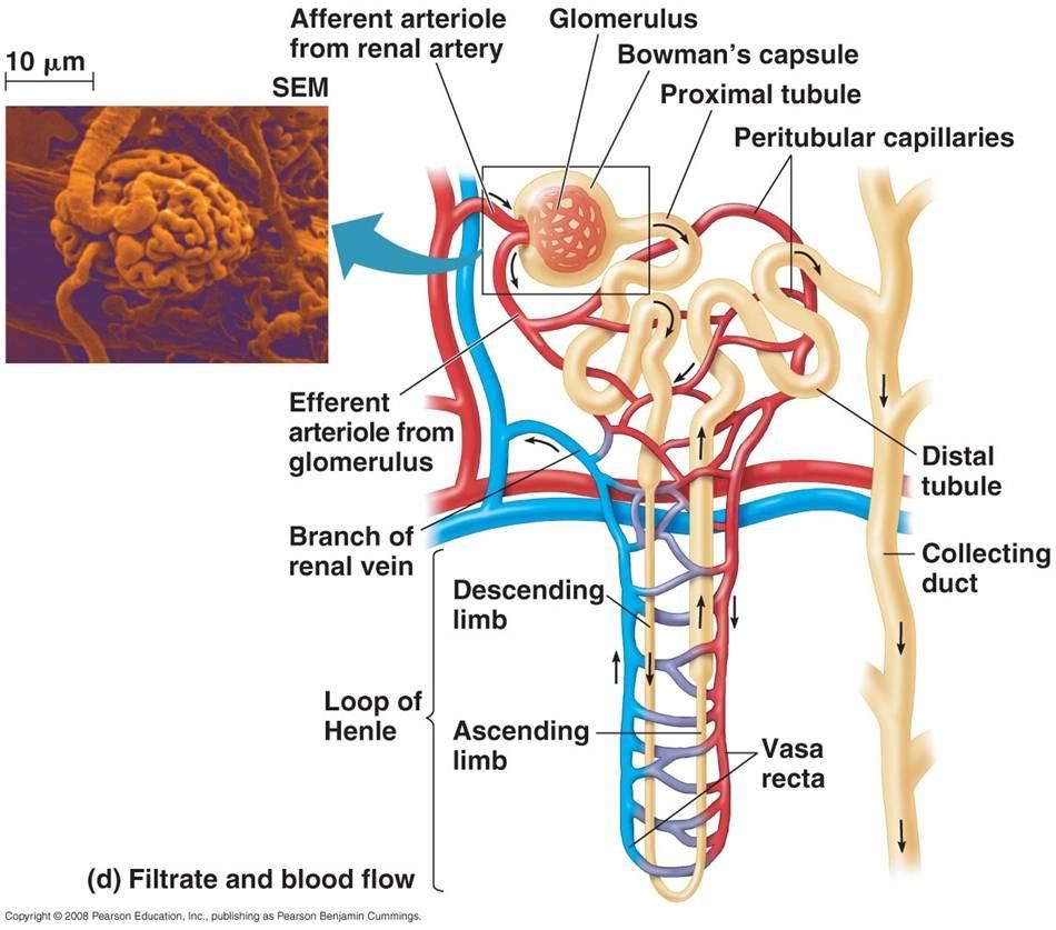 Diagram Of The Kidney Labeled